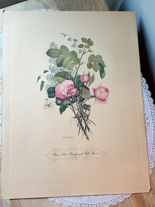 Jean Louis Prevost Vintage Rose Botanical Print