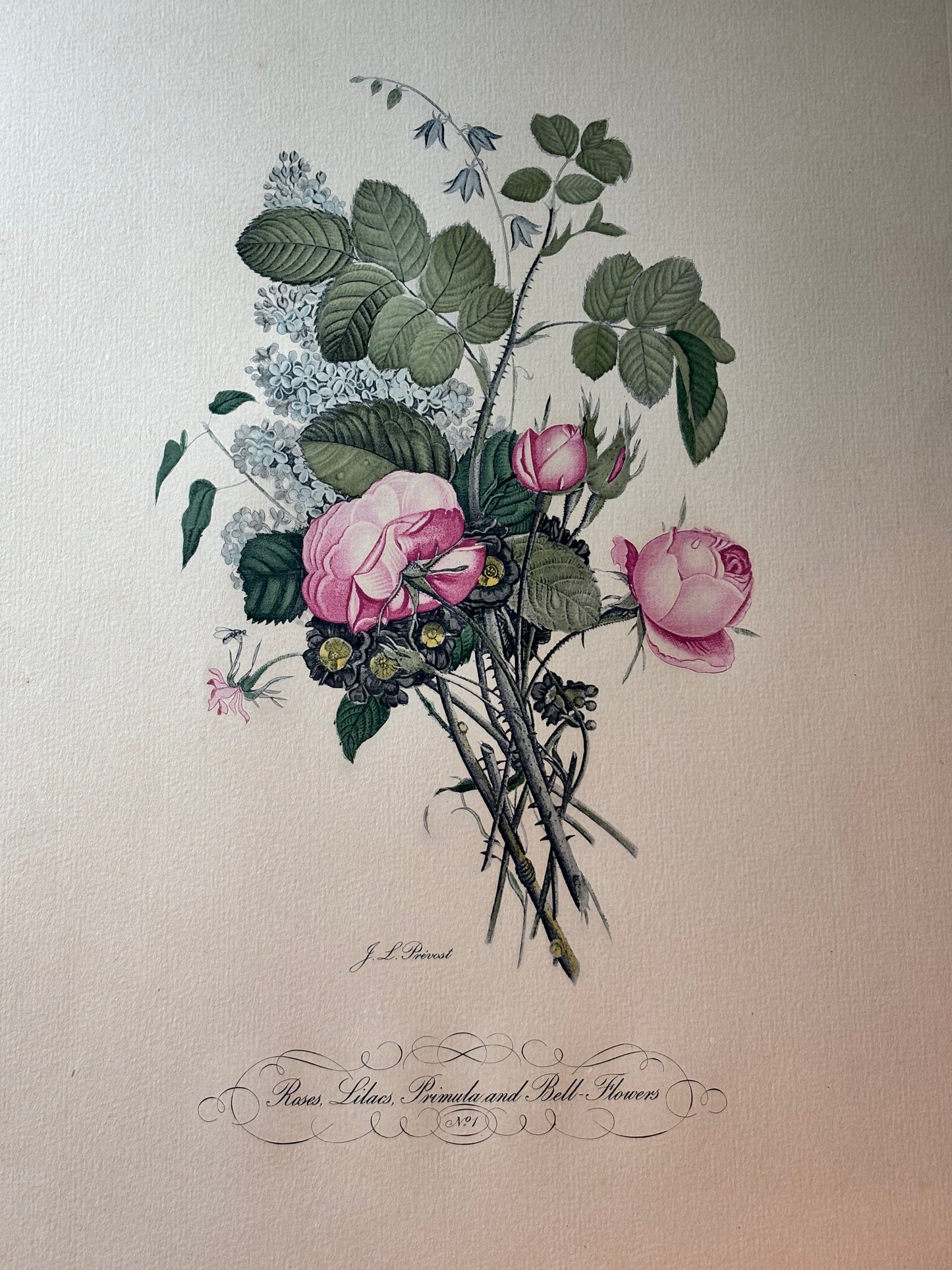 Jean Louis Prevost Vintage Rose Botanical Print