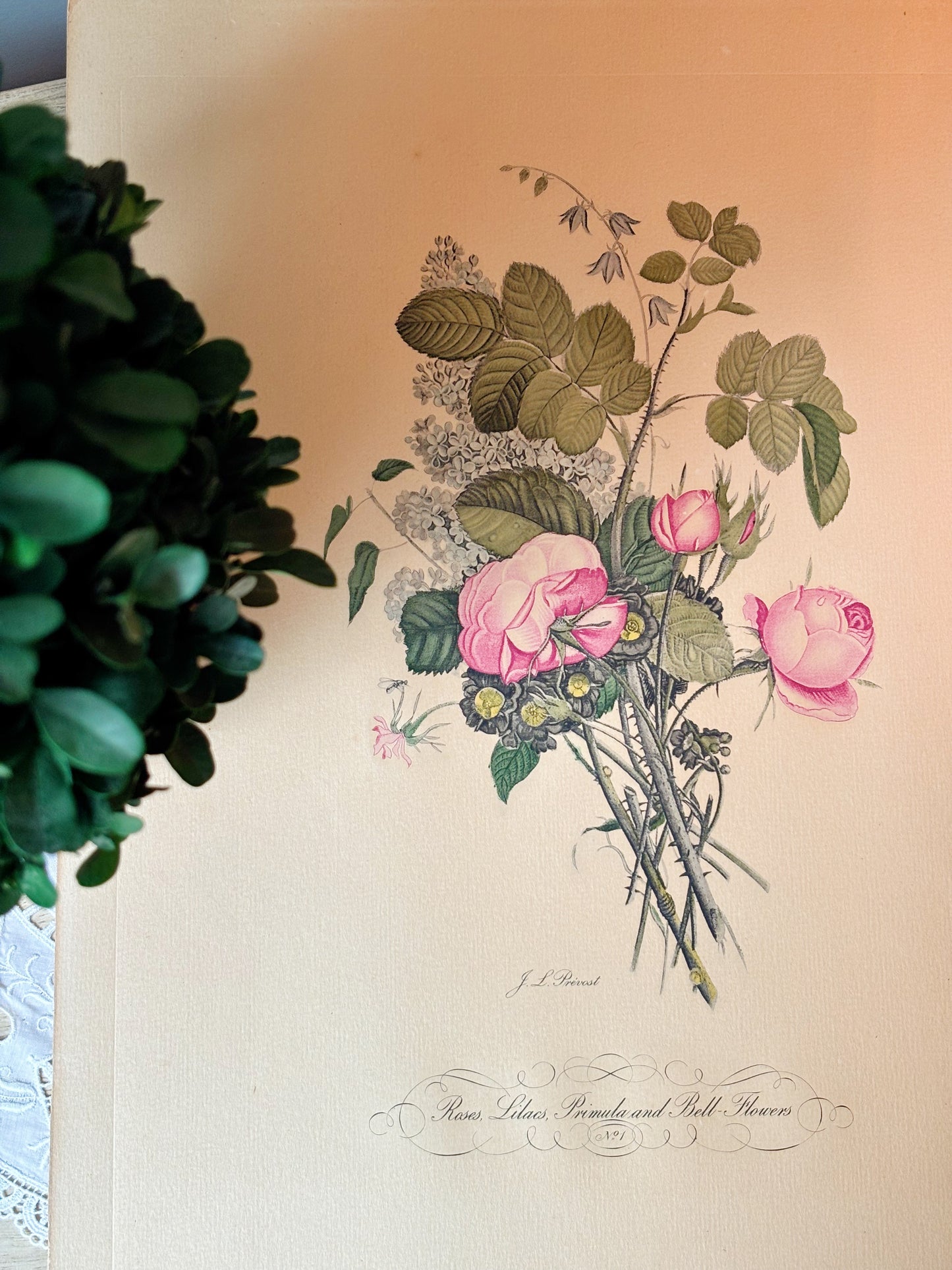 Jean Louis Prevost Vintage Rose Botanical Print